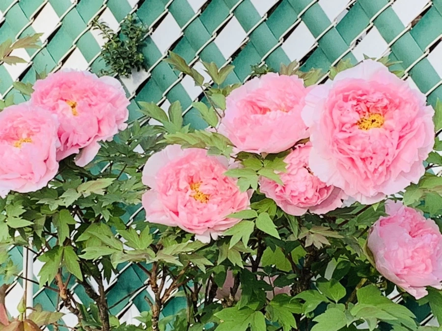 IMG_9118.jpg?type=w966