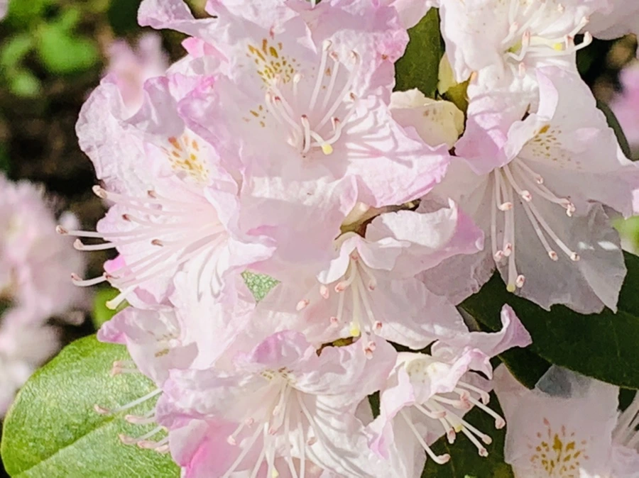 IMG_8189.jpg?type=w966