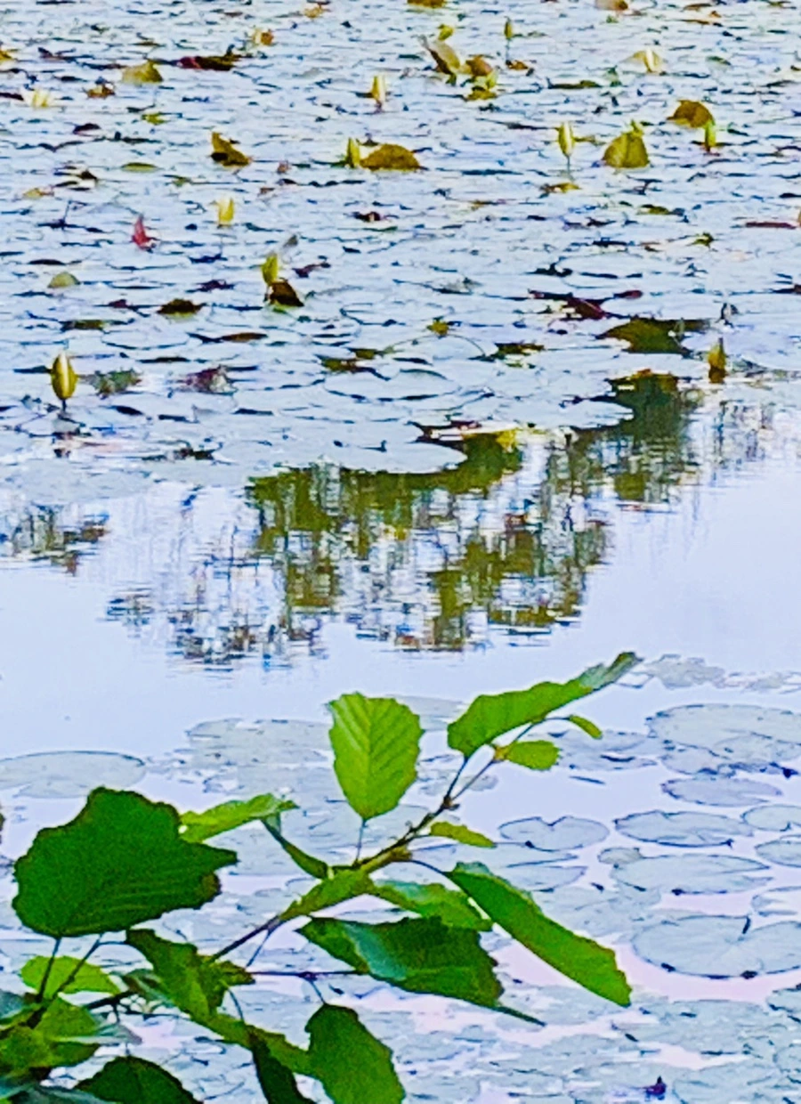 IMG_2974.jpg?type=w966