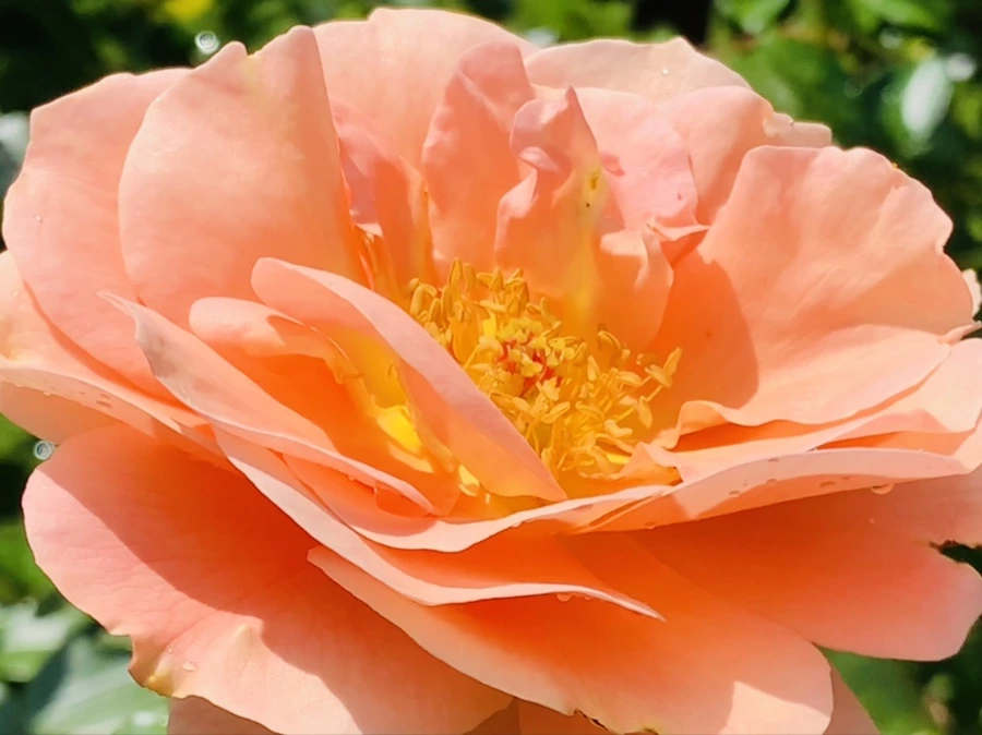 IMG_8501.jpg?type=w966