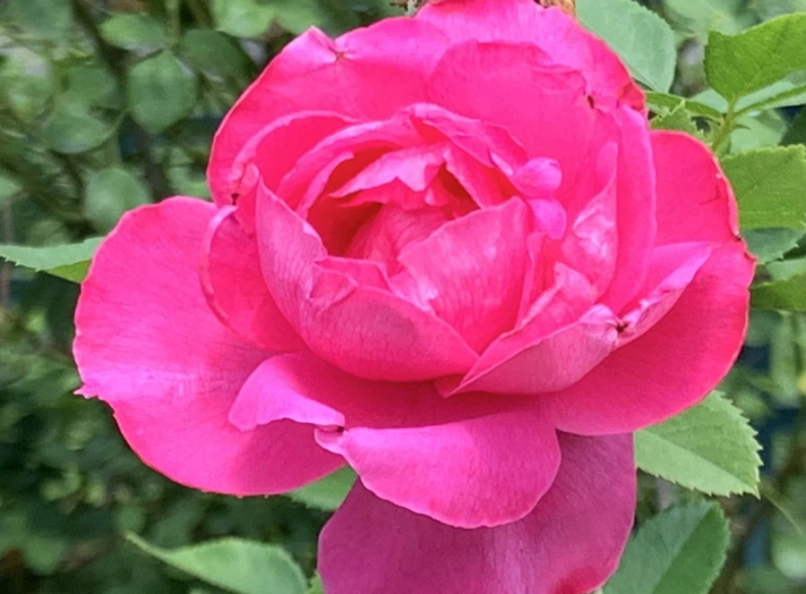 IMG_5446.jpg?type=w966