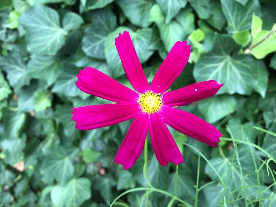 IMG_0256.jpg?type=w966