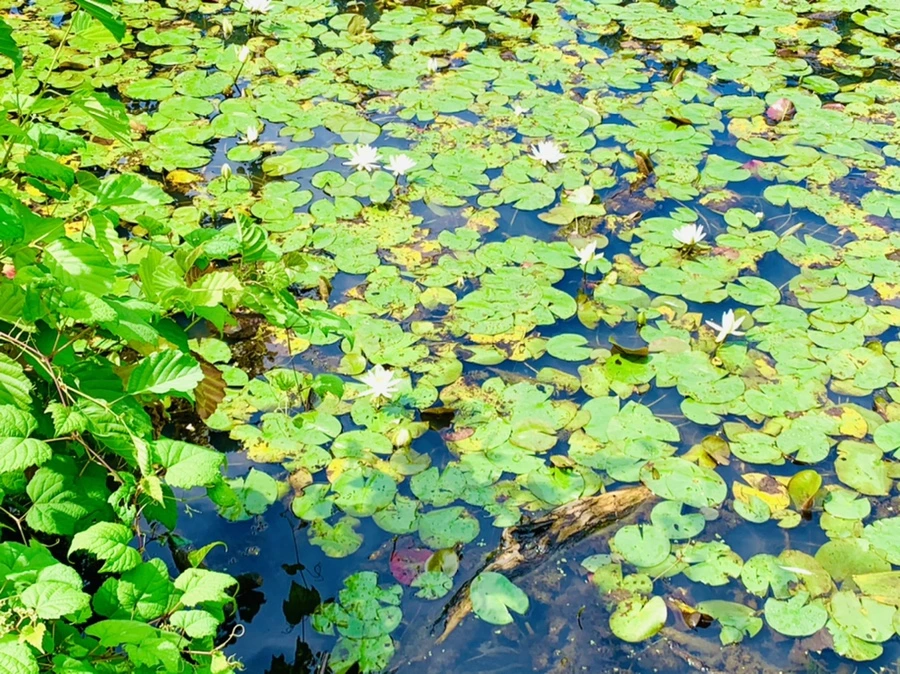 IMG_9288.jpg?type=w966