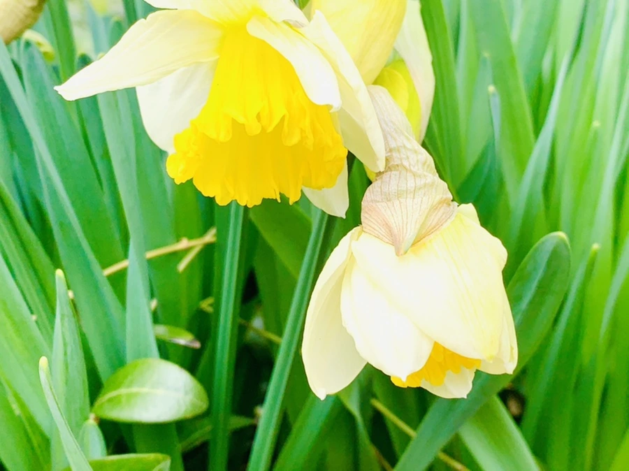 IMG_3695.jpg?type=w966