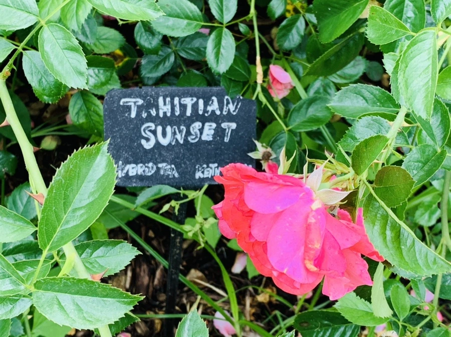 IMG_0432.jpg?type=w966