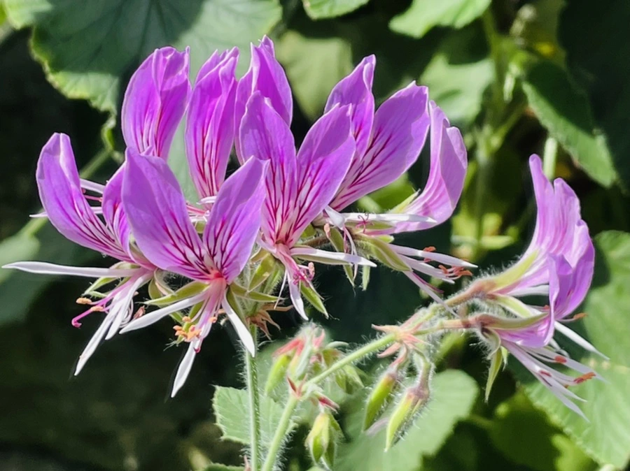 IMG_4212.jpg?type=w966