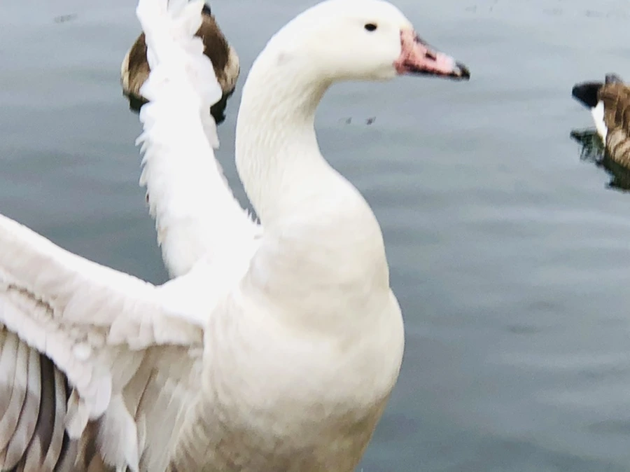 IMG_6151.jpg?type=w966