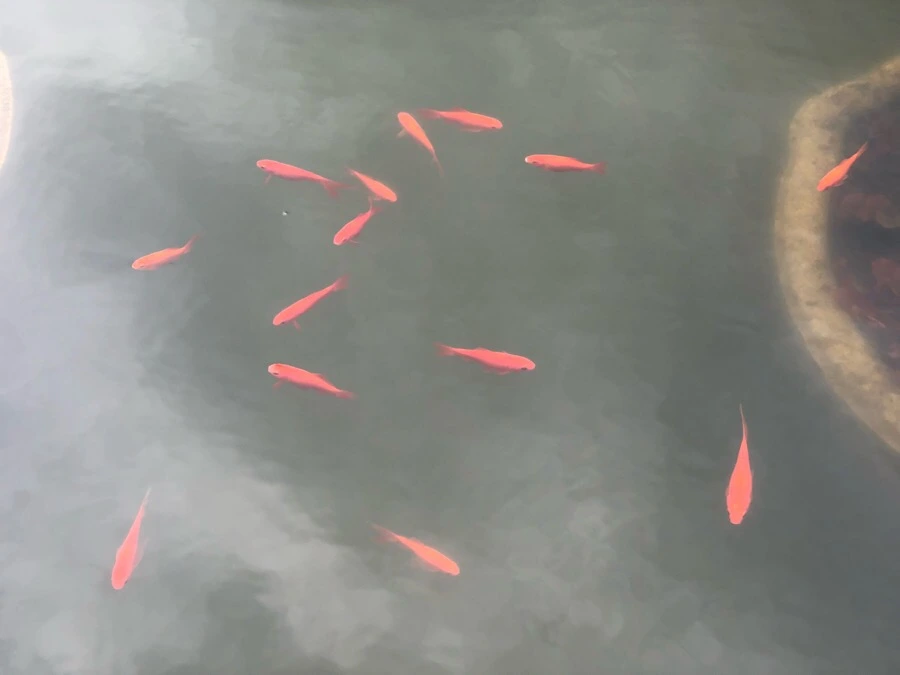 IMG_3829.jpg?type=w966