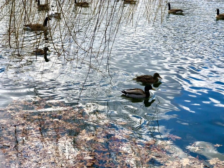 IMG_4329.jpg?type=w966