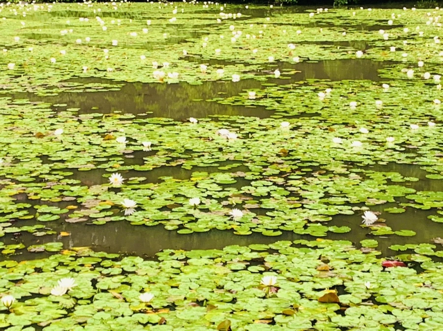 IMG_4607.jpg?type=w966