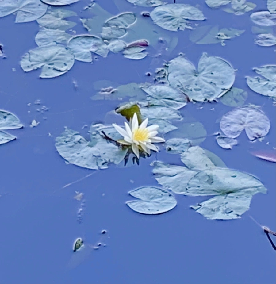 IMG_1893.jpg?type=w966