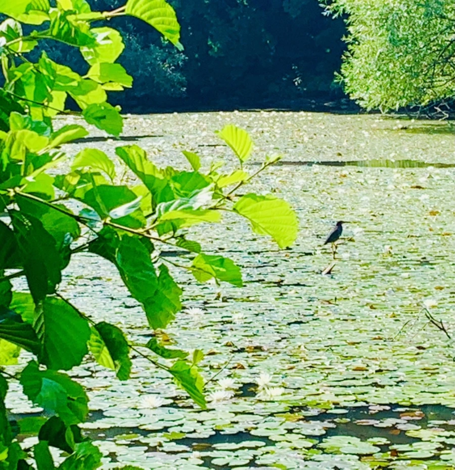 IMG_1286.jpg?type=w966