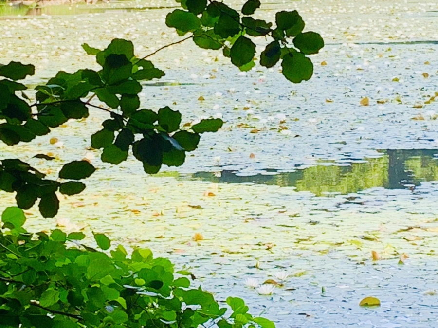 IMG_1179.jpg?type=w966