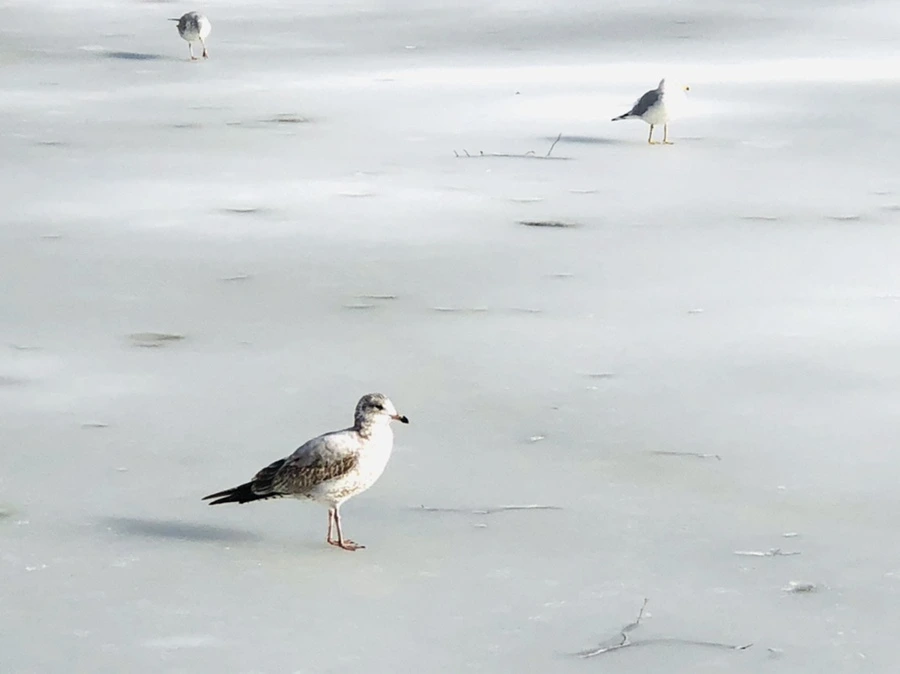 IMG_0155.jpg?type=w966