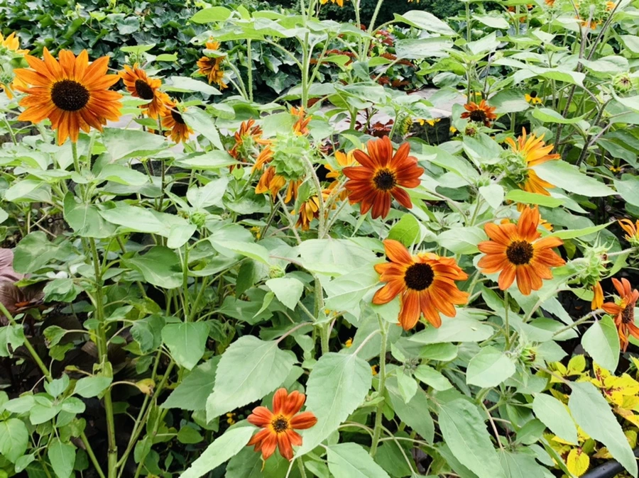 IMG_9325.jpg?type=w966