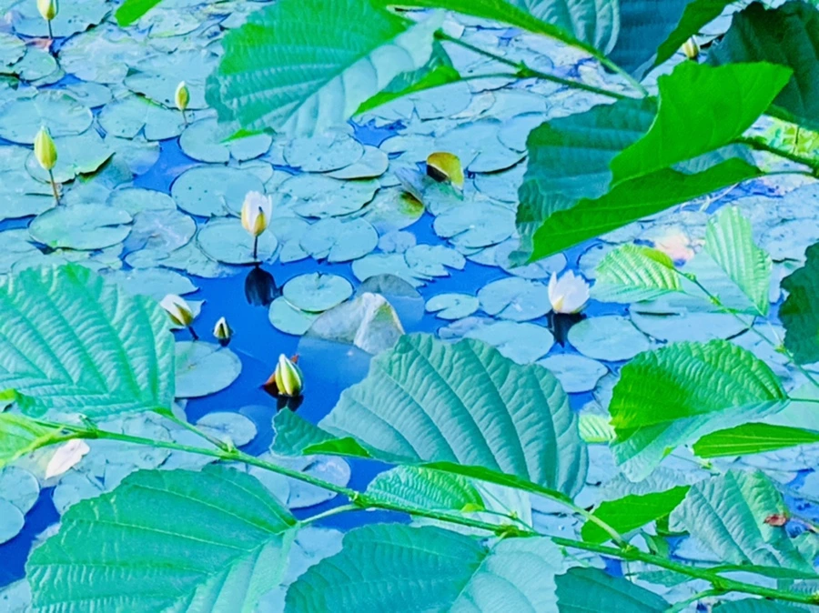 IMG_5546.jpg?type=w966