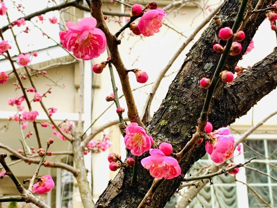 IMG_1542.jpg?type=w966