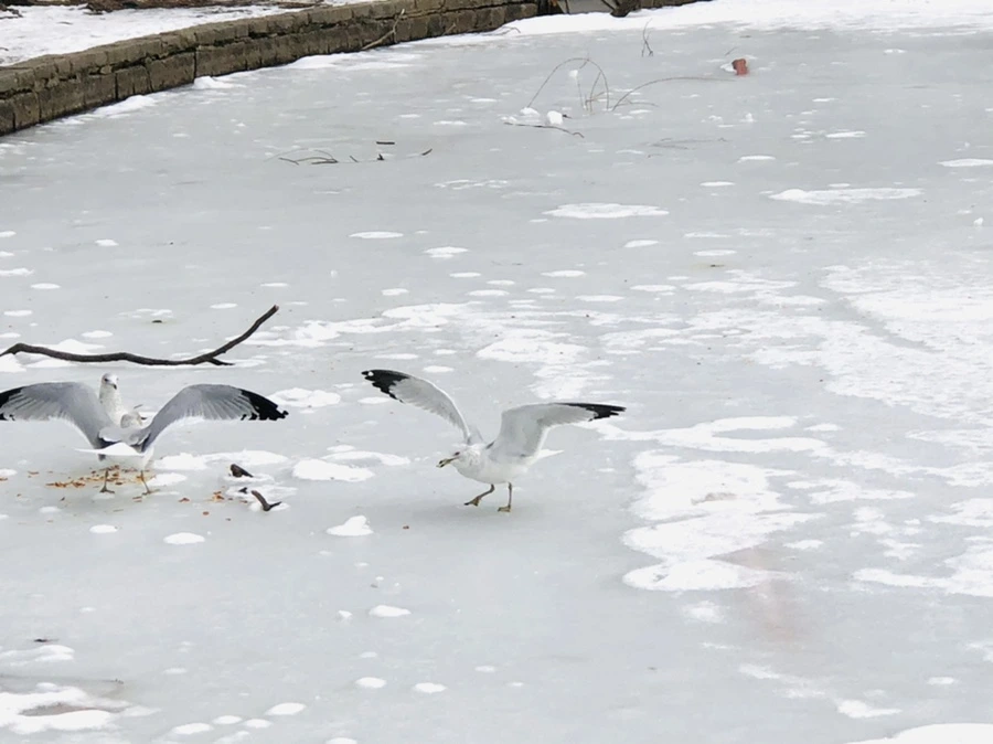 IMG_2466.jpg?type=w966