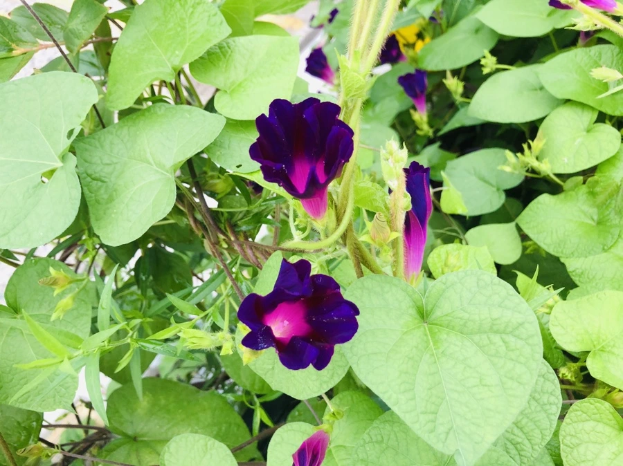 IMG_4330.jpg?type=w966