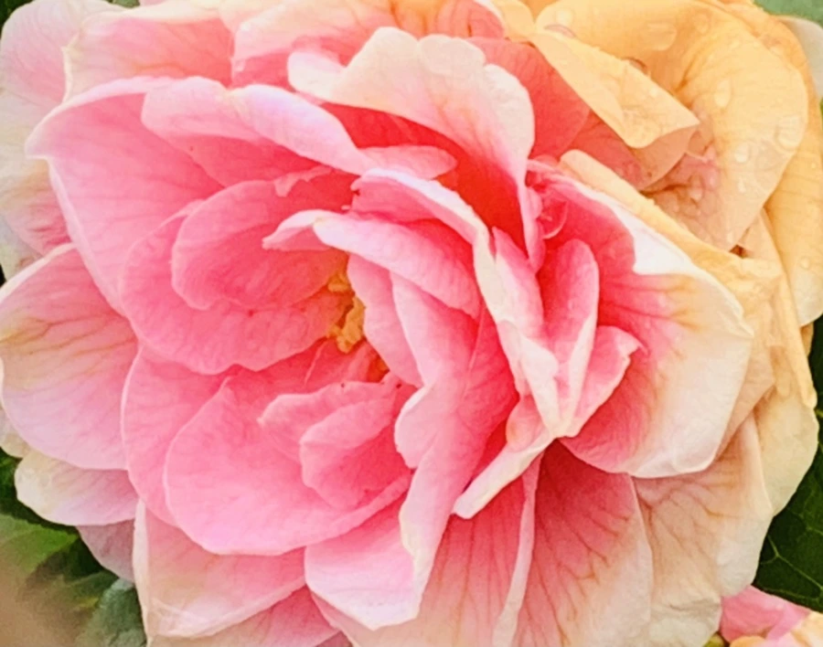 IMG_1406.jpg?type=w966