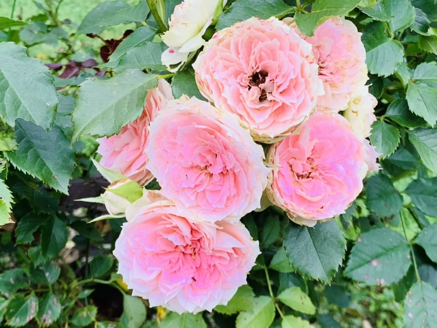 IMG_8714.jpg?type=w966