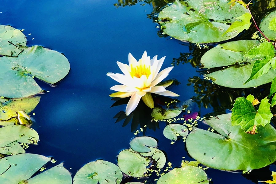 IMG_9882.jpg?type=w966