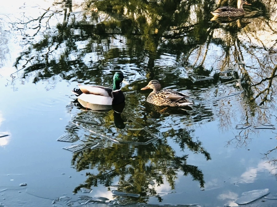 IMG_4943.jpg?type=w966