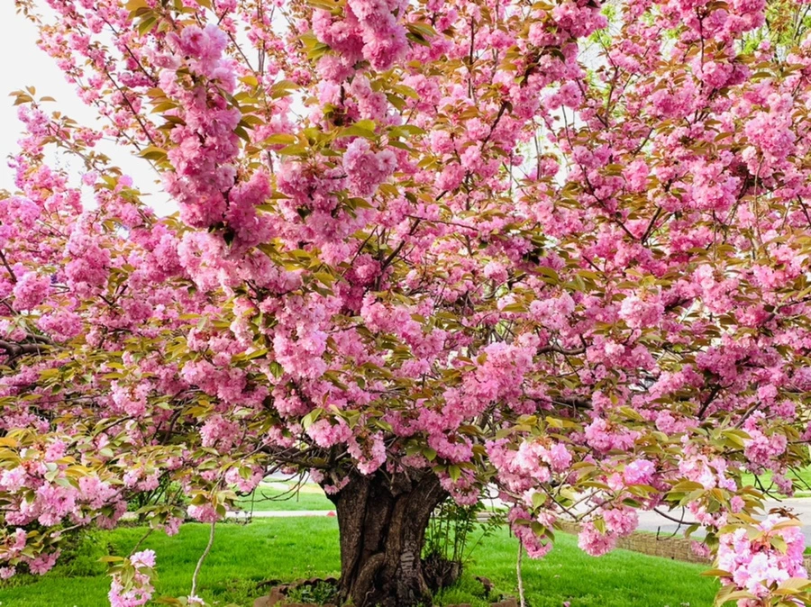 IMG_6710.jpg?type=w966