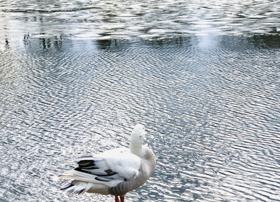 IMG_5087.jpg?type=w966