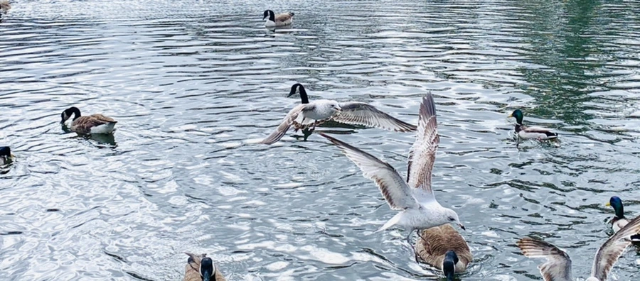 IMG_8145.jpg?type=w966