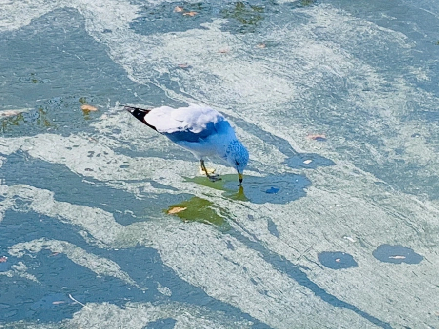 IMG_9052.jpg?type=w966