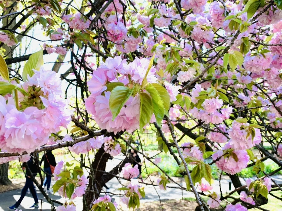 IMG_4611.jpg?type=w966