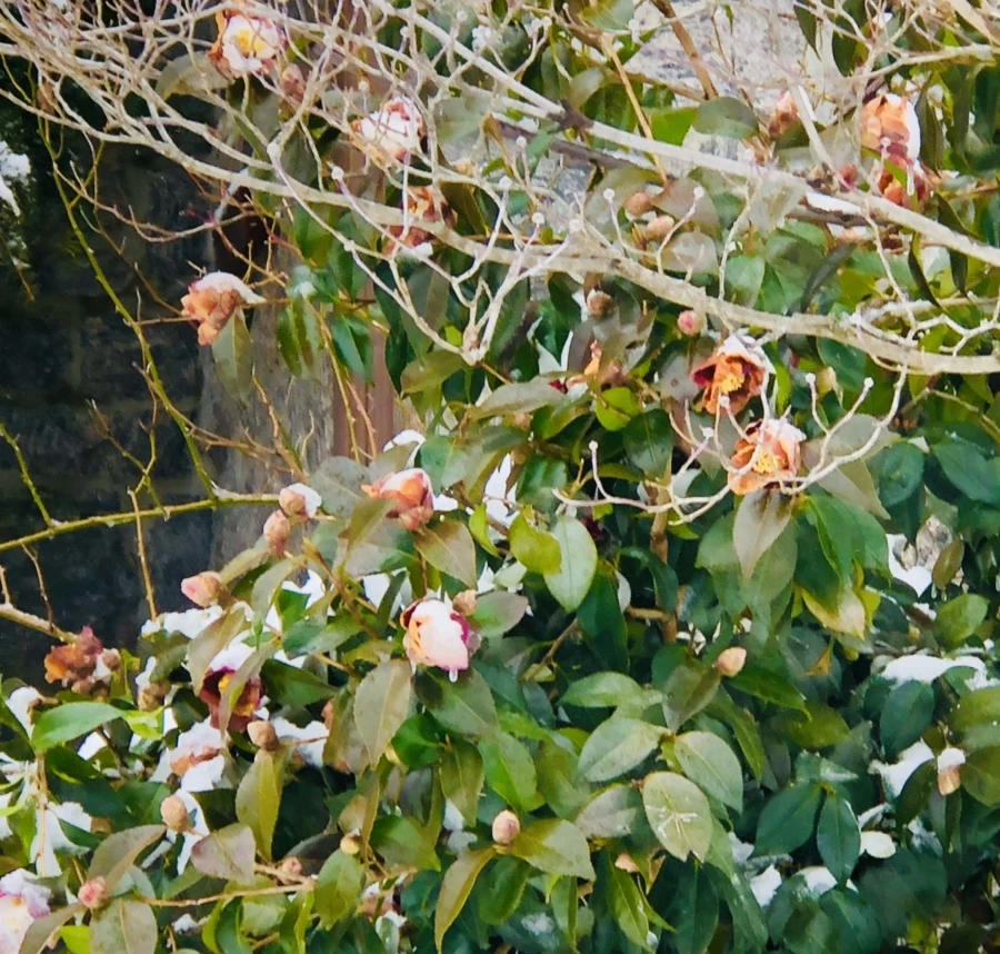 IMG_9081.jpg?type=w966