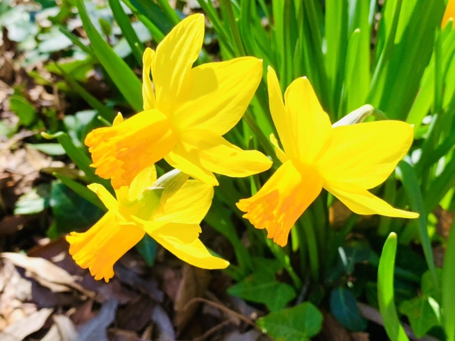 IMG_5701.jpg?type=w966