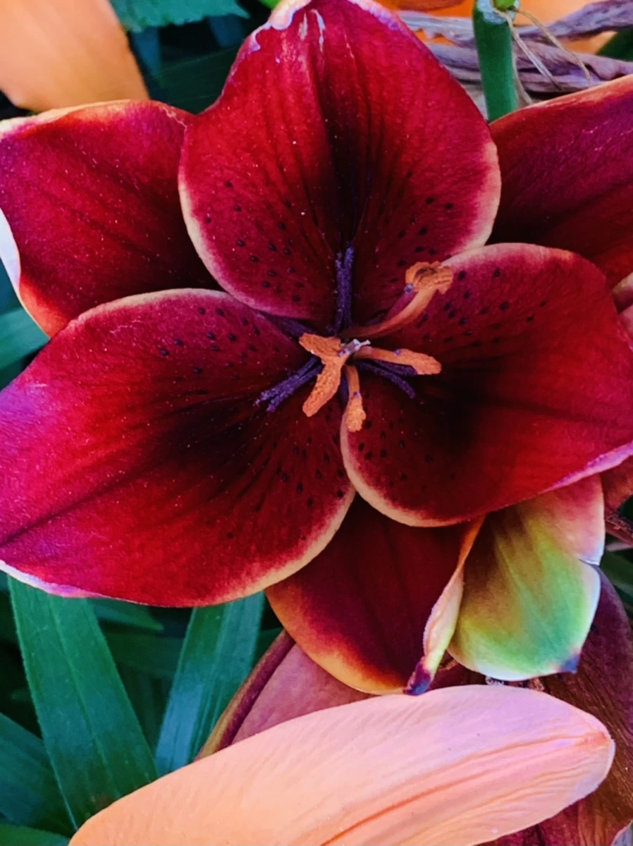 IMG_4818.jpg?type=w966