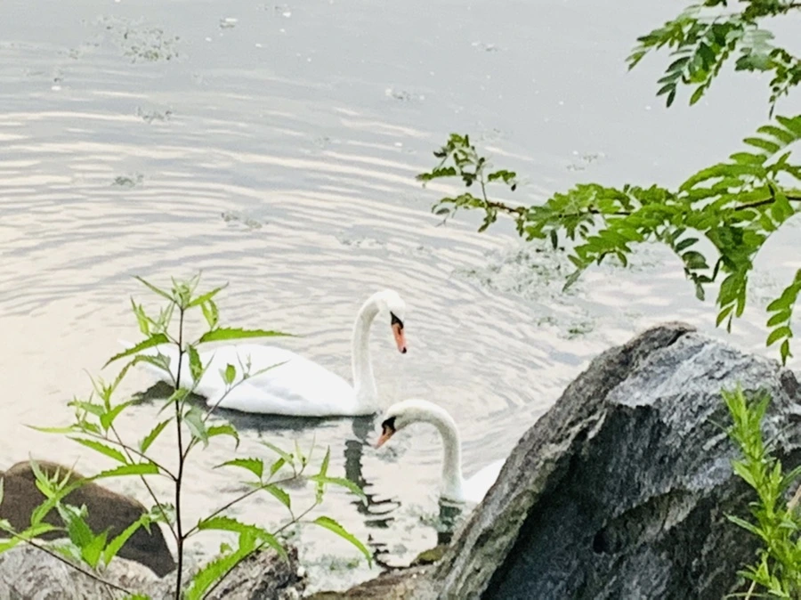 IMG_6353.jpg?type=w966