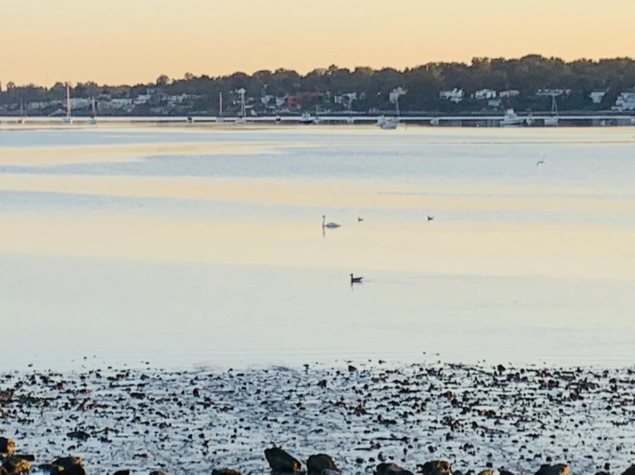 IMG_8620.jpg?type=w966