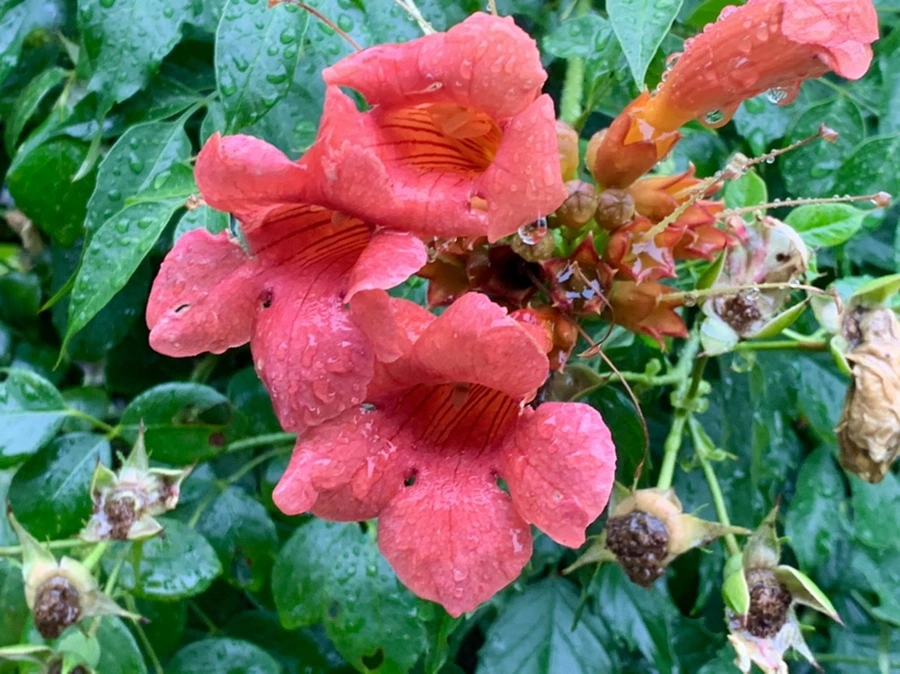 IMG_0152.jpg?type=w966