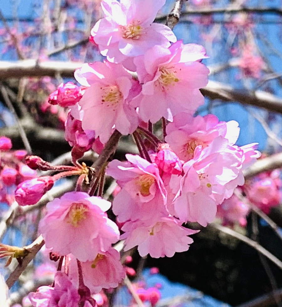 IMG_8320.jpg?type=w966