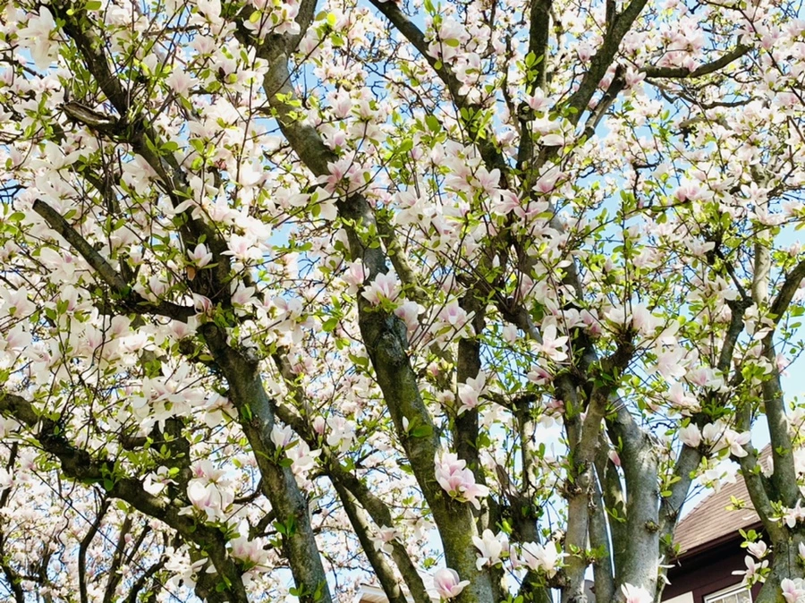 IMG_3919.jpg?type=w966