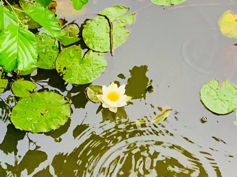 IMG_8334.jpg?type=w966