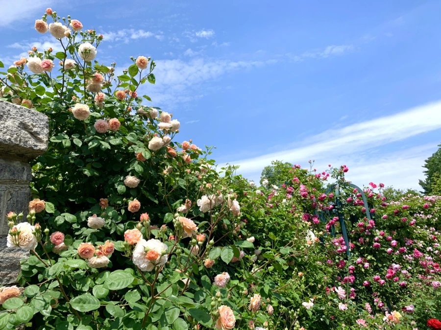 IMG_8454.jpg?type=w966