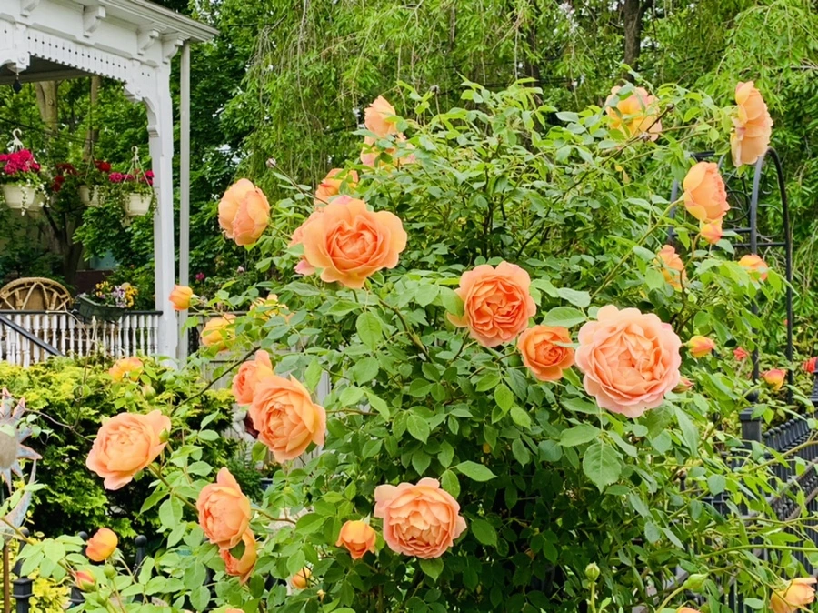 IMG_5282.jpg?type=w966