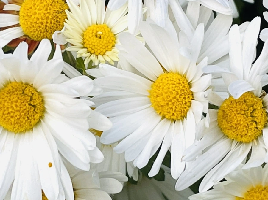 IMG_1138.jpg?type=w966