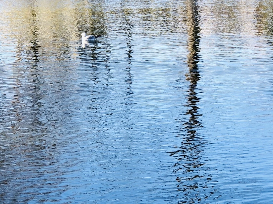 IMG_9747.jpg?type=w966