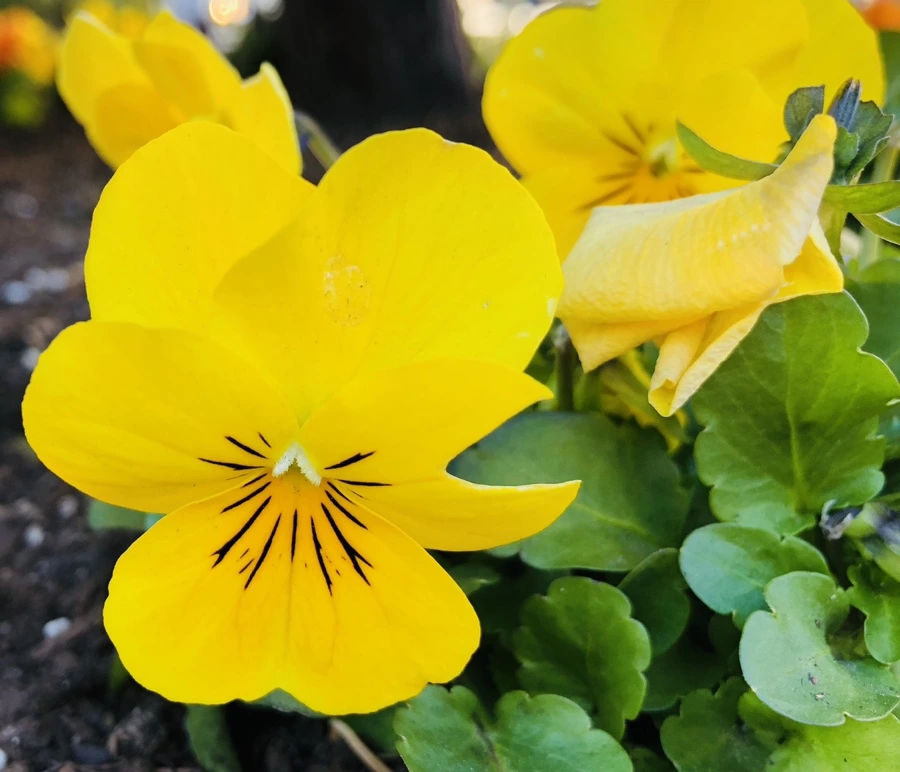 IMG_2222.jpg?type=w966