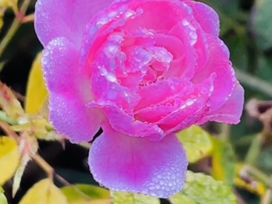 IMG_0973.jpg?type=w966