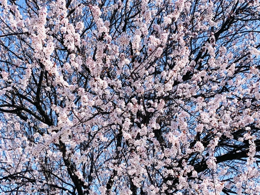 IMG_7944.jpg?type=w966