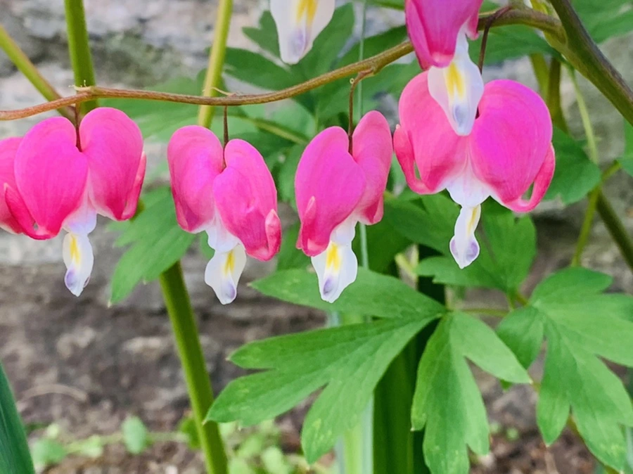 IMG_9070.jpg?type=w966