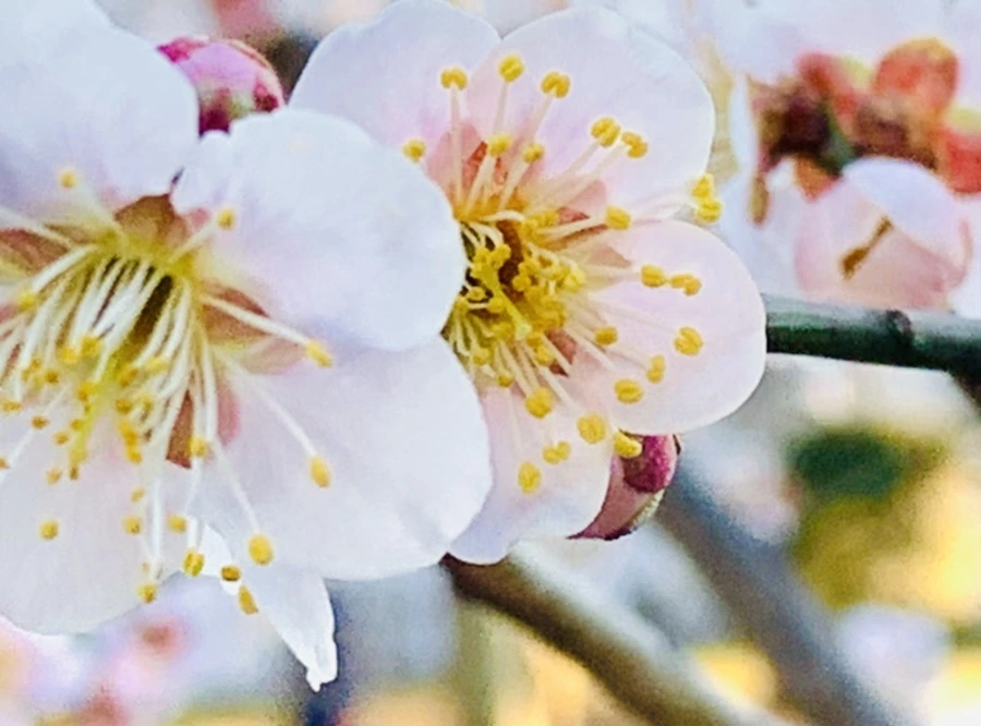 IMG_0823.jpg?type=w966